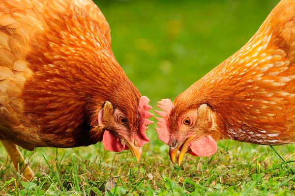 Tiller Magic: Chickens in the Garden